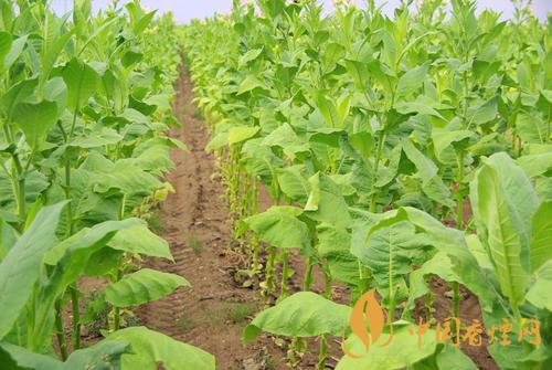 2020煙草發(fā)展趨勢 煙草行業(yè)發(fā)展前景怎么樣