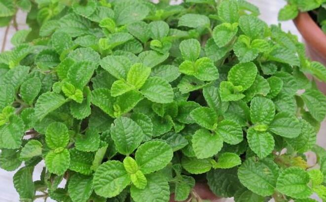 怎么去除尼古丁植物 哪種植物最吸尼古?。ㄈf(wàn)年青）