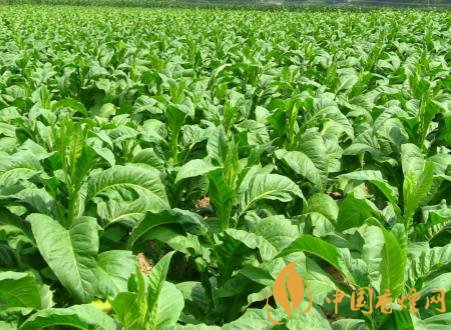 煙草可以一年兩作 煙草種植的關(guān)鍵因素介紹！
